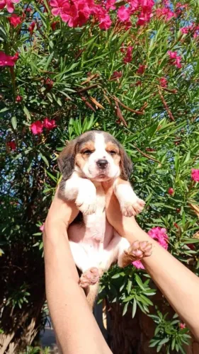 Beagle O amigo ideal para sua rotina