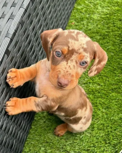 Basset teckel amoroso