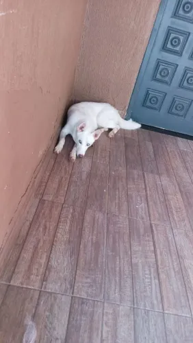 Husky