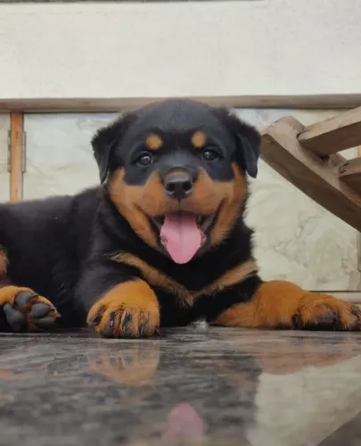 fêmea de Rottweiler