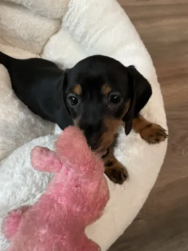 Dachshund black and tan Femeas a pronta entrega 