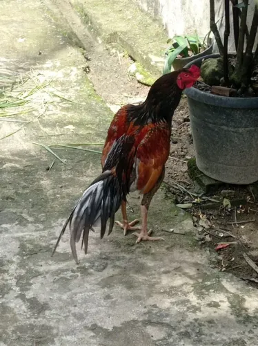 Galo shamo