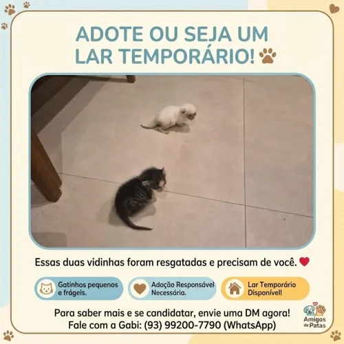 2 gatinhos de 1 mês para adoção