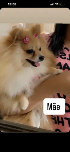 Filhotes de Spitz alemão