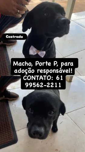 Cachorro para adoção 