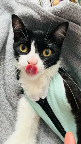 Gatinha castrada para adoção 