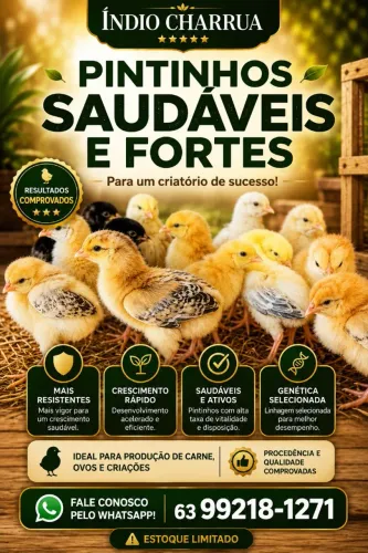 Pintinhos Caipira 