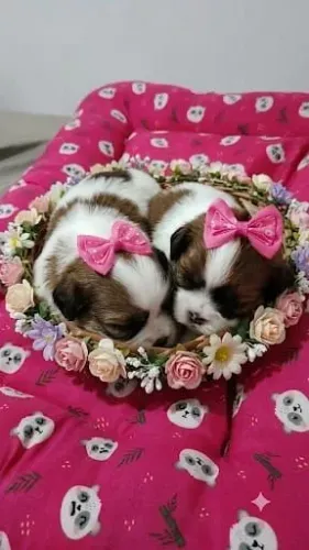 Shih Tzu filhotes