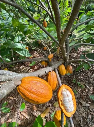 CACAU Mudas