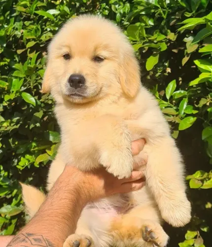 Filhote Golden Retriever - Ribeirão Preto