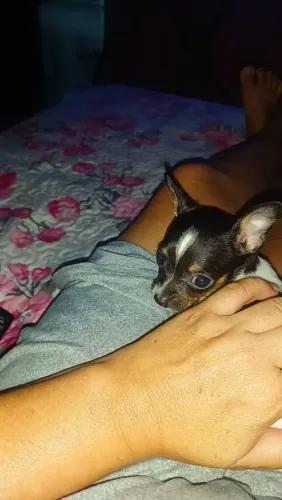 Vende-se pinscher 
