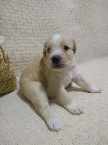 Doação de Filhote de Golden Retriever