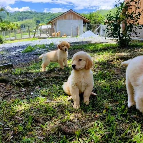 Golden Retriever com Pedigree PROMOCIONAL 