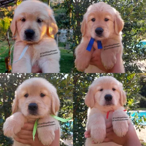 Golden Retriever fêmea e machinhos estarão disponíveis aparti da semana que vem