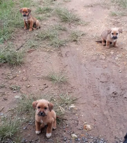 Doa-se 3 cadelas porte pequeno/médio. 3 meses de idade 