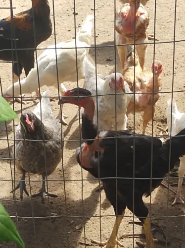 frangos mestiços de polaca e índio G