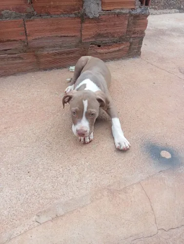 Pitbull APBT 