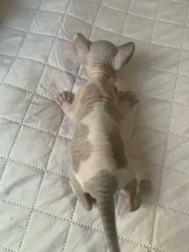 Filhotes Sphynx 