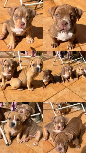Filhotes American Bully