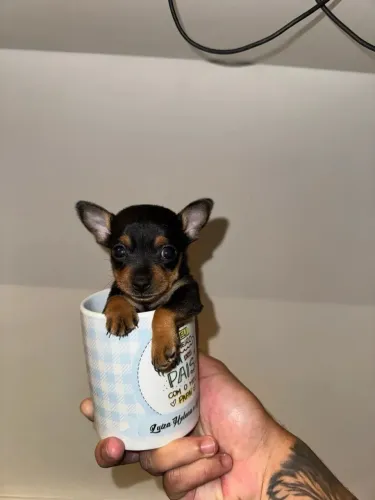 Pinscher 0 Fêmea e Macho