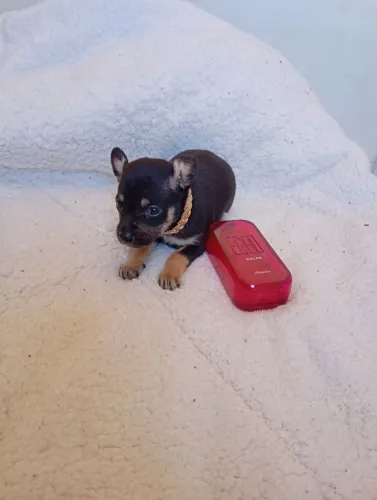 filhotes de pinscher fêmeas n00 minúscula