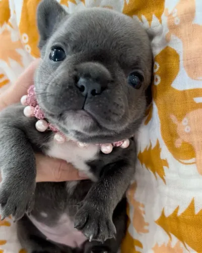Bulldog francês 