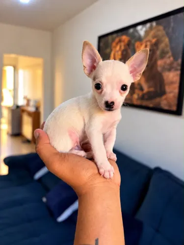 Pinscher