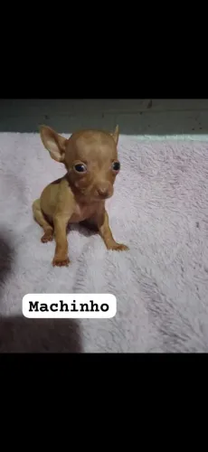 Vende lindos filhotes de pinscher
