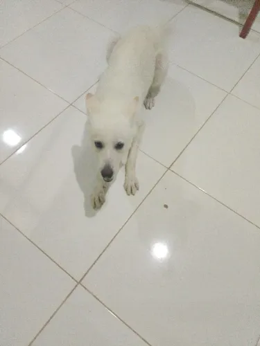 Animais