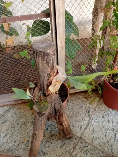 Chifre de veado (platycerium)
