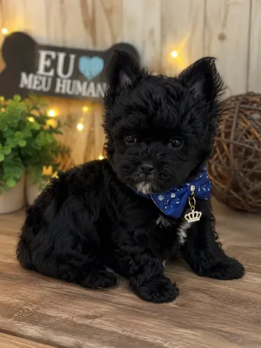 Super lindinho filhote de yorkshire black macho MICRO