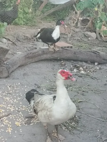 Venda de patos,patas e patos filhotes