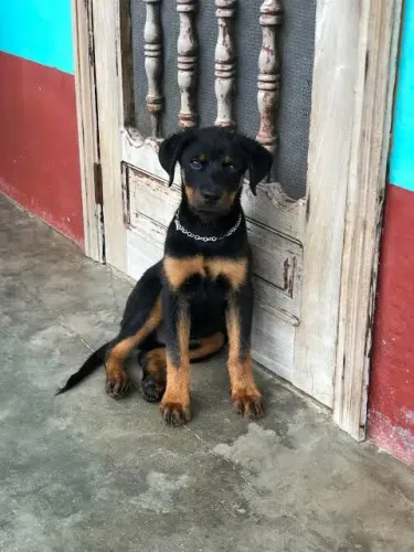  rottweiler femea 