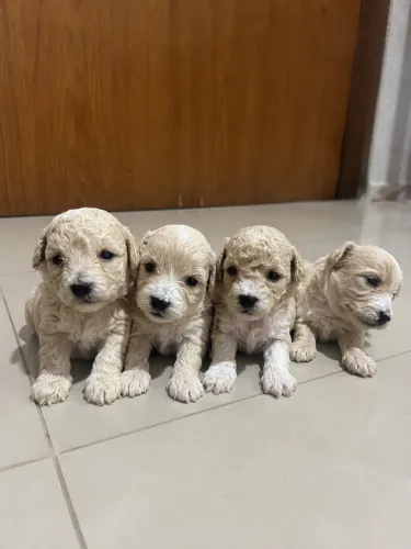 Poodles 