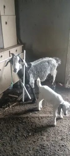 CABRA PARIDA
