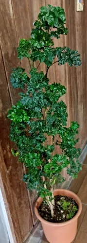 Plantas