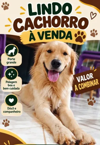 Vendo um golden Retriever