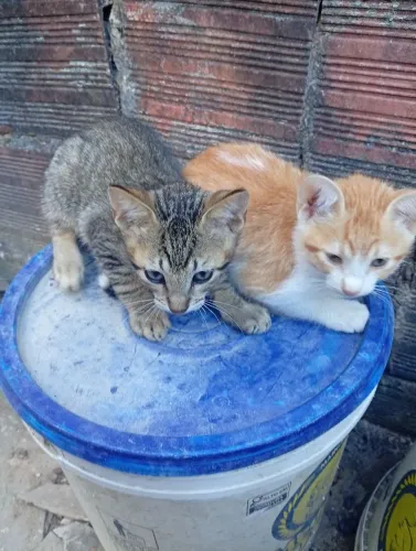 Gato