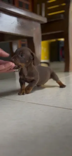 Filhote de Dachshund