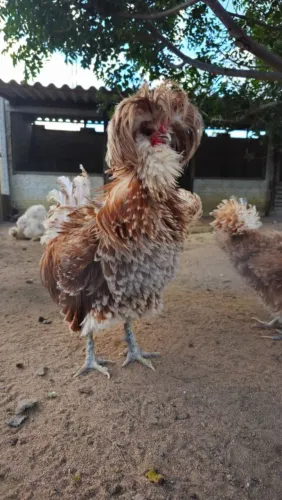 GALO DA RAÇA POLONESA