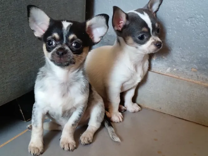 UM CHIHUAHUA PRA CHAMAR DE SEU!!