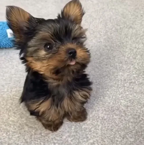 Filhote Yorkshire Terrier, Quer Um Amigo Para a Vida Toda?