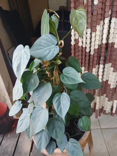 Jiboia coração ?