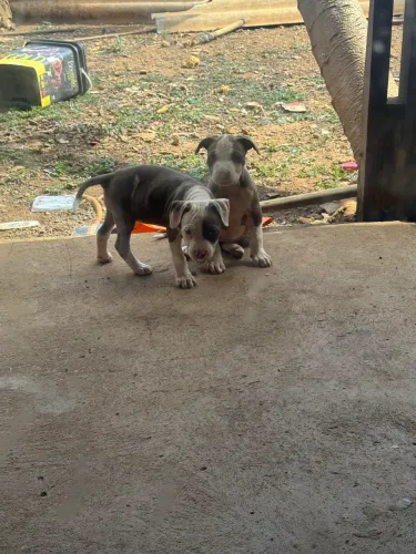 Vendo filhotes de pitbull puro 2 meses