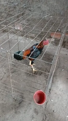 Galo