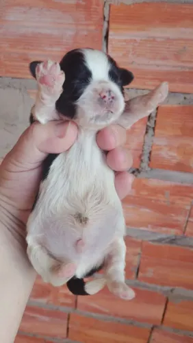 Animal de estimação 