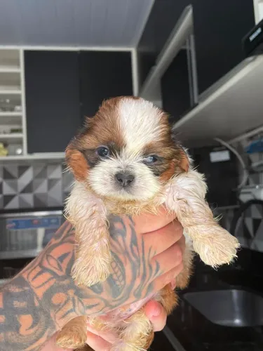 Vende-se shih-tzu