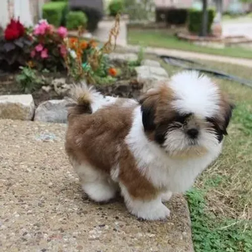 Shitzu Criando Boas Lembranças Todos Os Dias
