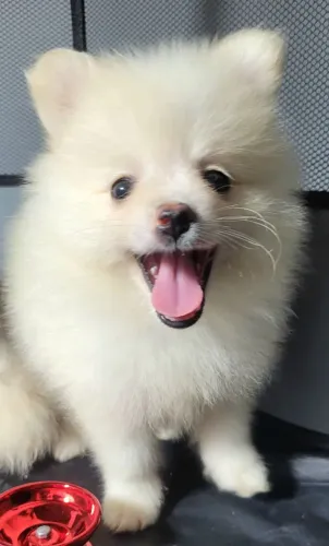 Filhote Macho de Spitz Alemão ou Lulu da Pomerania com Pedigree cobrado a parte