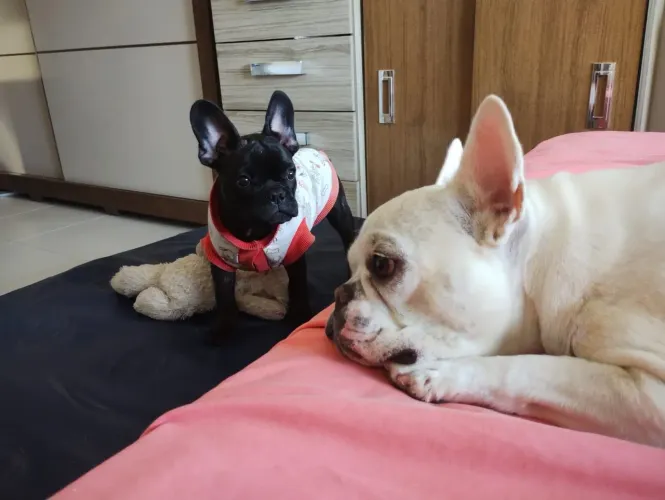 Filhote de bulldog francês macho